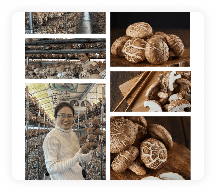 사진 촬영 예시